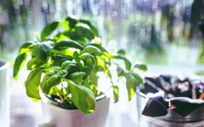 Healing Herbs for the Soul